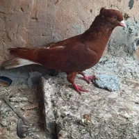 پردیس|پرنده|اهواز, ملاشیه|دیوار