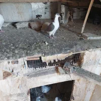 کفتر صید|پرنده|تربت‌حیدریه, حسنی بالا|دیوار