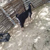2 عدد بز با کهره