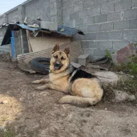 سگ ژرمن شپرد نر