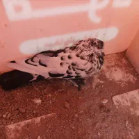 کبوةر گمشده محدوده یوسف اباد