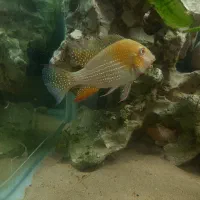 هکلی  آلبینو