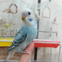 جوجه مرغ عشق. دستی نژاد سخنگو