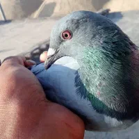 کفتر پولکی دم چتری