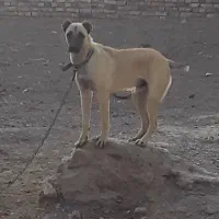 طوله سگ افغانی اصل نگهبان