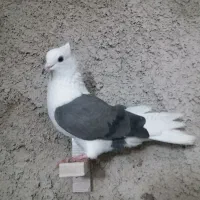 گرده دار ماده