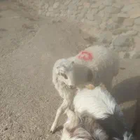 بره.فروشی رابر|حیوانات مزرعه|رابر, |دیوار