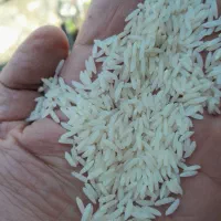 برنج صددرصدهاشمی سورتینگ شده سه الکه|خوردنی و آشامیدنی|پرهسر, |دیوار