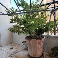 گل شمشاد با گلدان سفالی