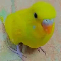 مرغ عشق|پرنده|گلبهار, شهر جدید گلبهار|دیوار