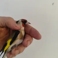 سهره پاییزه کرمانی و سرسیاه