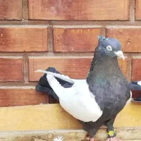 کبوتر سینه ای|پرنده|اهواز, امانیه|دیوار