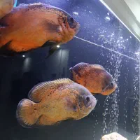 ماهی اسکار مسی خارجی بزرگ