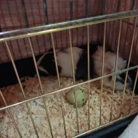 خوکچه هندی نر و ماده بچه