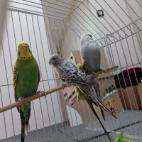 مرغ عشق انگلیسی|پرنده|پاوه, |دیوار