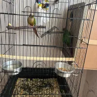 طوطی گرینجیک