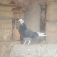 کبوتر|حیوانات|قم, سراجه (۱۵ خرداد)|دیوار