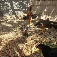 خروس|حیوانات مزرعه|میمند, |دیوار