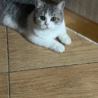 گربه بریتیش|گربه|کرمان, |دیوار