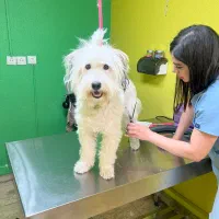 واگذاری|سگ|ری, دیلمان|دیوار