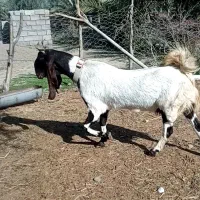 بزپتیری اصل شاخ گلدونی تازه ابستن شده از نرگلابی