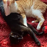 واگذاری گربه DSH|گربه|رشت, صفاری|دیوار