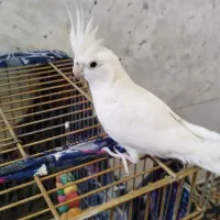 عروس هلندی البینو