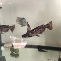 ماهی کت چوبی 6عدد