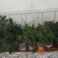 گُل|گل و گیاه طبیعی|بلداجی, |دیوار