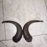 شاخ قوچ قدیمی