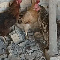 ۳تامرغ تخم گذار