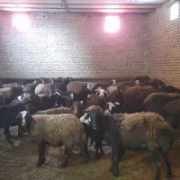 گوسفند با بره|حیوانات مزرعه|اردبیل, |دیوار