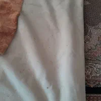 موکت.پالاز موکت|موکت|اردبیل, |دیوار