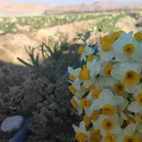 نرگس درجه یک با کیفیت