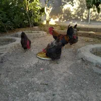 مرغ و خروس|پرنده|شیراز, دروازه قران|دیوار