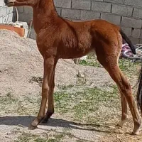 کره مادیان ۵ماهه