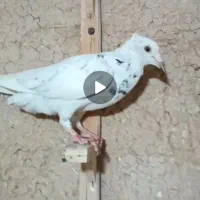 کفتر گمشده