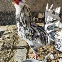فروش ۲ تا خروس گلین|حیوانات مزرعه|فرخشهر, |دیوار