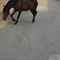 سراج کری نریون کرددوسر تاییدیه|اسب و تجهیزات اسبسواری|اصفهان, حصه جنوبی|دیوار