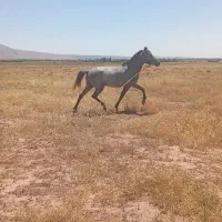 فروش