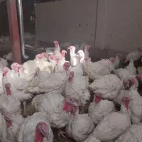 بقلمون گوشتی|حیوانات مزرعه|بروجرد, |دیوار