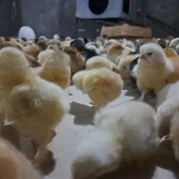 فروش جوجه برهما یکروزه