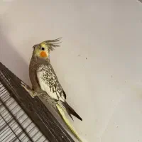 عروس هلندی|پرنده|سیرجان, |دیوار