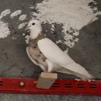 کبوتر گمشده