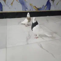 یک جفت طوقی