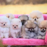 توله سگهای پامرانین