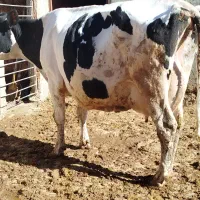 دو راس گاو شیری پرشیر