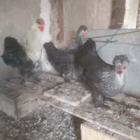 مرغ وخروس|حیوانات مزرعه|قم, بکایی|دیوار