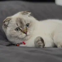گربه