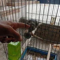 عروس هلندی ماده فوق‌العاده زیباوسرحال وجوان ودستی